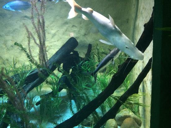 Aquário de São Paulo